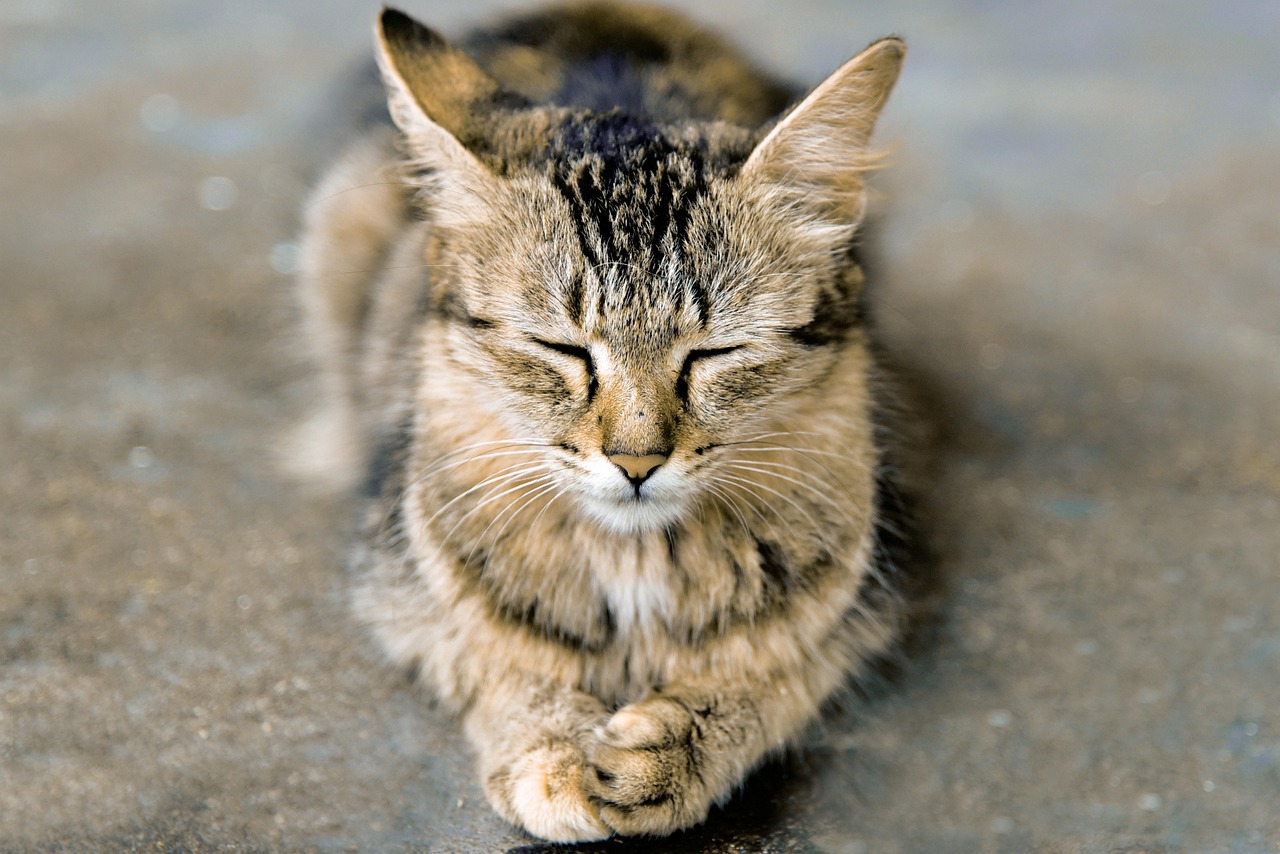 cat, animal, nature, sleeping cat, pet, meditating cat, meditation, expression